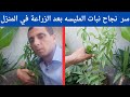 زراعة المليسه في المنزل 3 اسرار لنجاح المليسه لتصبح مثل اشجار الغابات 