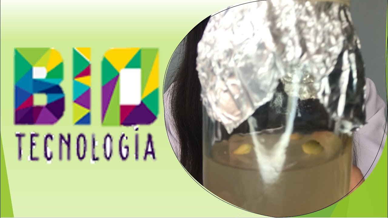 Cultivo in vitro casero—Elaboración de medios de cultivo, protocolo de desinfección y siembra.