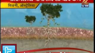 ZEE24TAAS : Gold found growing in eucalyptus trees in world-first CSIRO research