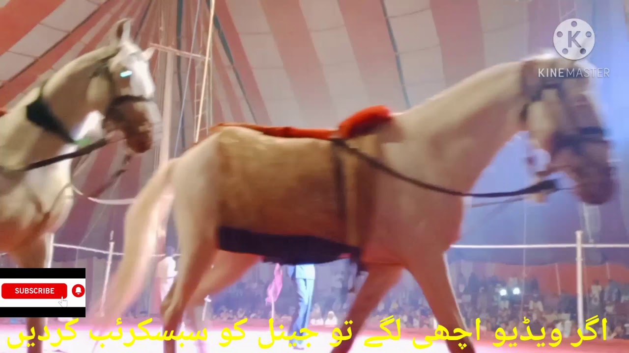How Are Horses Trained For Circus Show See With Your Eyes YouTube how-are-horses-trained-for-circus-show-see-with-your-eyes-youtube