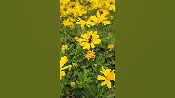 #ماشاءالله #ورد #نحل #حديقة #قرآن #قران_كريم #تلاوة_خاشعة #الصبر #راحة_نفسية #الحمدلله #quran #nice