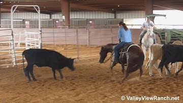 SJS California Poppy Peppy San Badger and Grays Starlight bred-on cattle!-ValleyViewRanch.net