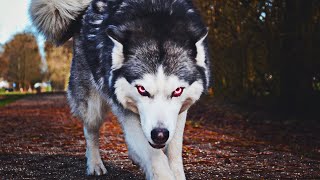 Top 10 Wolf Like Dogs You Can Own by Dog Lore 1,204 views 3 years ago 11 minutes, 20 seconds