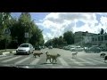 Животные переходят дорогу.