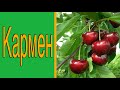 Черешня Кармен 18.06.2025