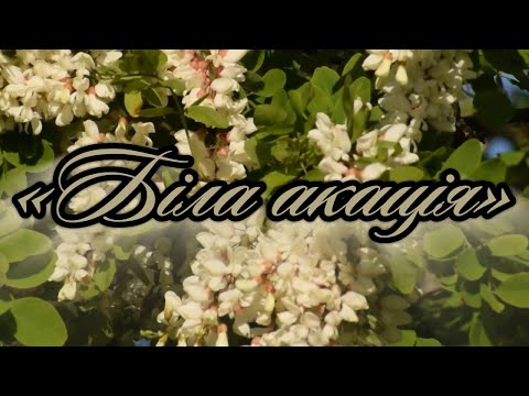 Біла акація