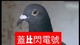 重溫經典23:蓋比閃電號