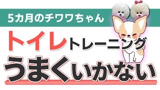 【犬のしつけ】トイレトレーニングがうまくいかない【悩み相談ライブ切り抜き】 by 犬のしつけチャンネル / ドッグトレーナー 金倉 高志 1,593 views 8 months ago 1 minute, 24 seconds