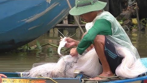 Anh chị chài cá dính cá lăn cá chốt to . Gỡ cá không nổi luôn