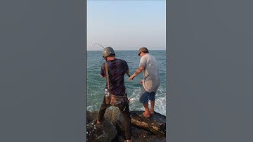 Đẳng Cấp Câu Cá Nhồng ae PHÚ YÊN  - Cá Kum #fishing