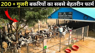 गुजरी नस्ल की सबसे बेहतरीन बकरियां | Chinkara goat farm | GOAT FARMING in India