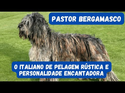 Pastor Bergamasco: conheça mais sobre o peludo inglês