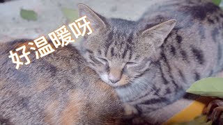 【D梦】两只小猫咪趴在一块猫抓板上，靠在一起，快要睡着了（流浪猫喂食记144）