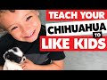 Chihuahuas and small children? Train them to get along | Sweetie Pie Pets by Kelly Swift