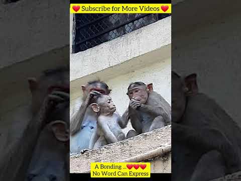 monkey-life-#shorts-#short-#shortvideo-#subscribe