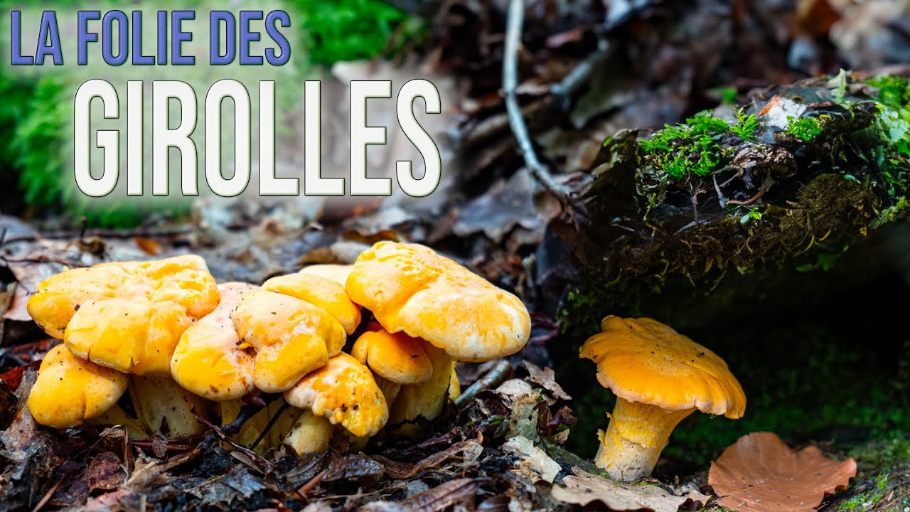 Des girolles en pagaille ! Encore le champignon dominant cette année ?