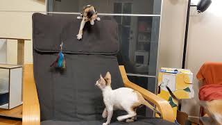 Cornish Rex Kittens Climbing Chair by Boska Cornish Rex 1,190 views 2 years ago 36 seconds