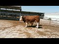 Bulls and cows in farm #part 20- Daily Farming 201