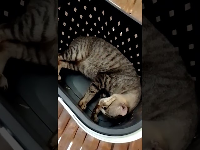cat sleeping on the basket #subscribe #viral #trending #share #farming #cat #shorts  #short class=