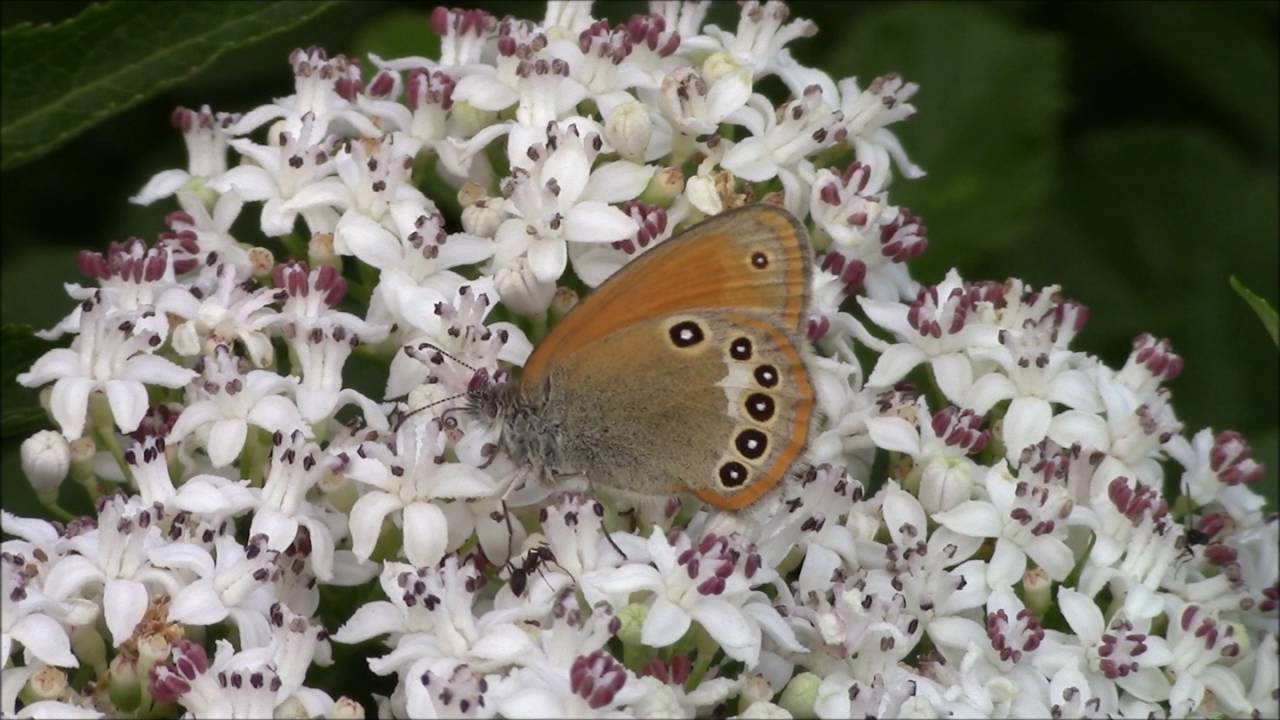 Butterflies of the Spanish Pyrenees YouTube