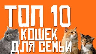 ТОП 10 КОШЕК ДЛЯ СЕМЬИ (Лучшие кошки для семьи)