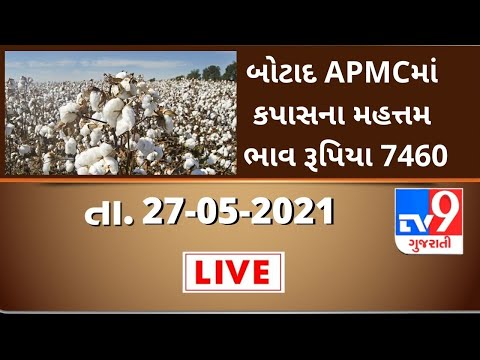 બોટાદ APMCમાં  કપાસના મહત્તમ  ભાવ રૂપિયા 7460 રહ્યા જાણો | Tv9News