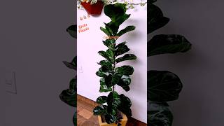 olha o que quero fazer com o meu #ficuslirata #shorts #folhagens #plantas #flores #jardim #flower