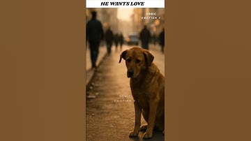 No Food No Shelter Just Love 💔 A Stray Dog’s Silent Cry 😢 #shorts #dogshorts #straydog