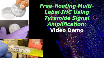Demo: Free-floating multi-label immunohistochemistry with tyramide signal amplification