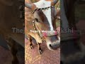 Thejas &amp; Meenakshi ❤️ #mylaporekitchens #rescueanimals