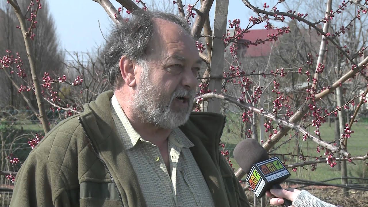 Tavaszi növényvédelem a gyümölcsösökben