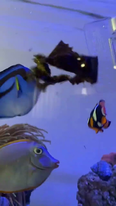 Tang attack #reeftank #gemtang #nasotang #regaltang #dori #nemo