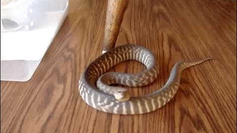 Woma Python Introductions