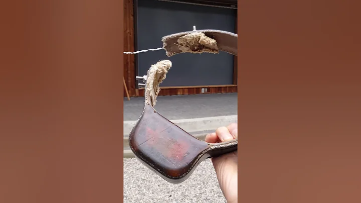 A bear named the boss story at lake Louise Banff national park Canada.