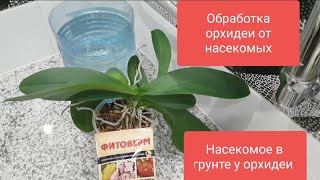 Как и чем обрабатывать орхидеи от вредителей в горшке?. Насекомые в грунте у орхидеи. Фитоверм