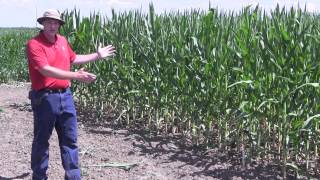Weed management in corn and soybeans: Examples under drought stress