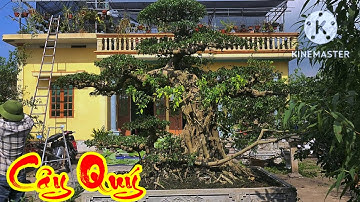 Thăm vườn anh Lành ở Bách thuận Vũ thư Thái bình