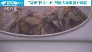 巨大ヘビ「見つかってホッとした」飼い主の男性(2021年5月22日)