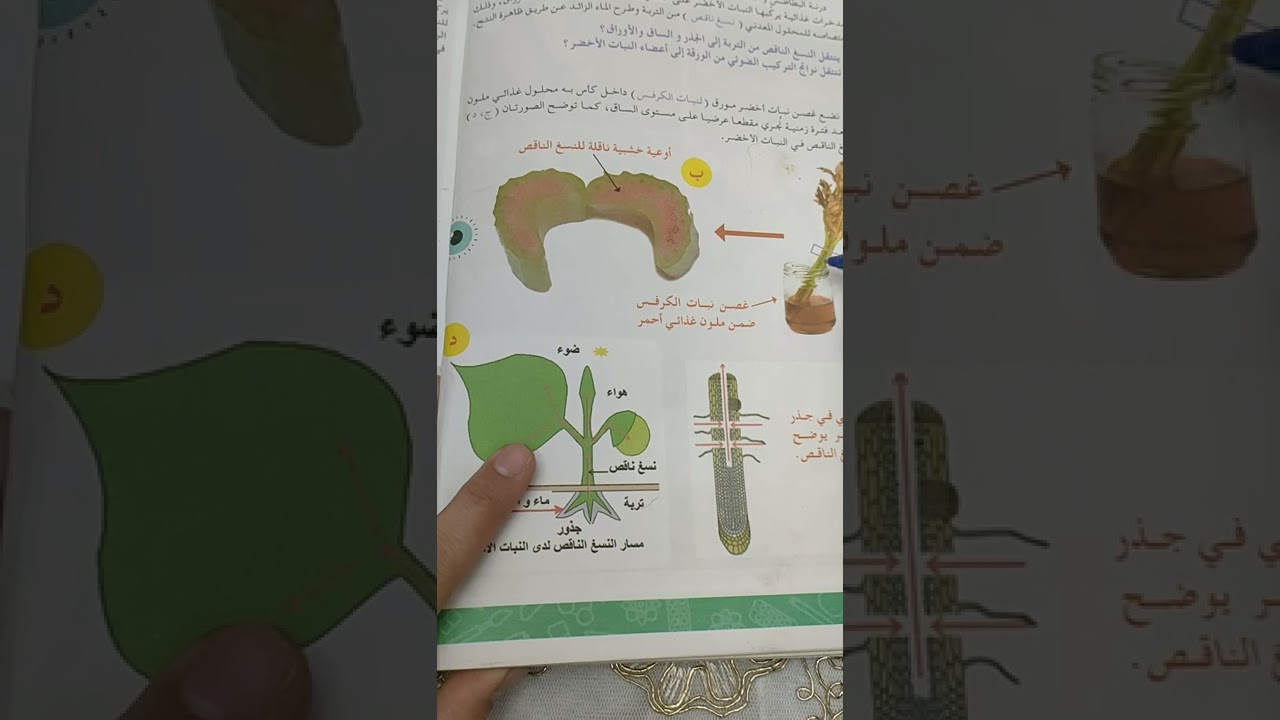 انتقال النسغ الناقص عند النبات الاخضر