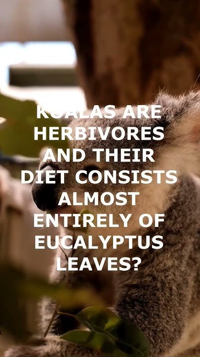 what-does-koalas-eat-youtube
