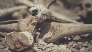 Ezekiel 37 dry bones part 2
