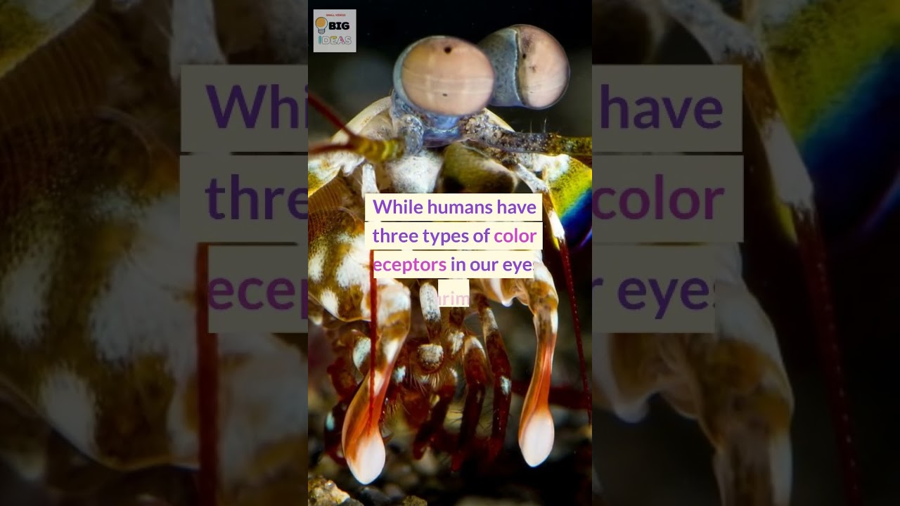 Eye-Opening 🌈: Explore the Unique Vision of Animals 🐢🦜