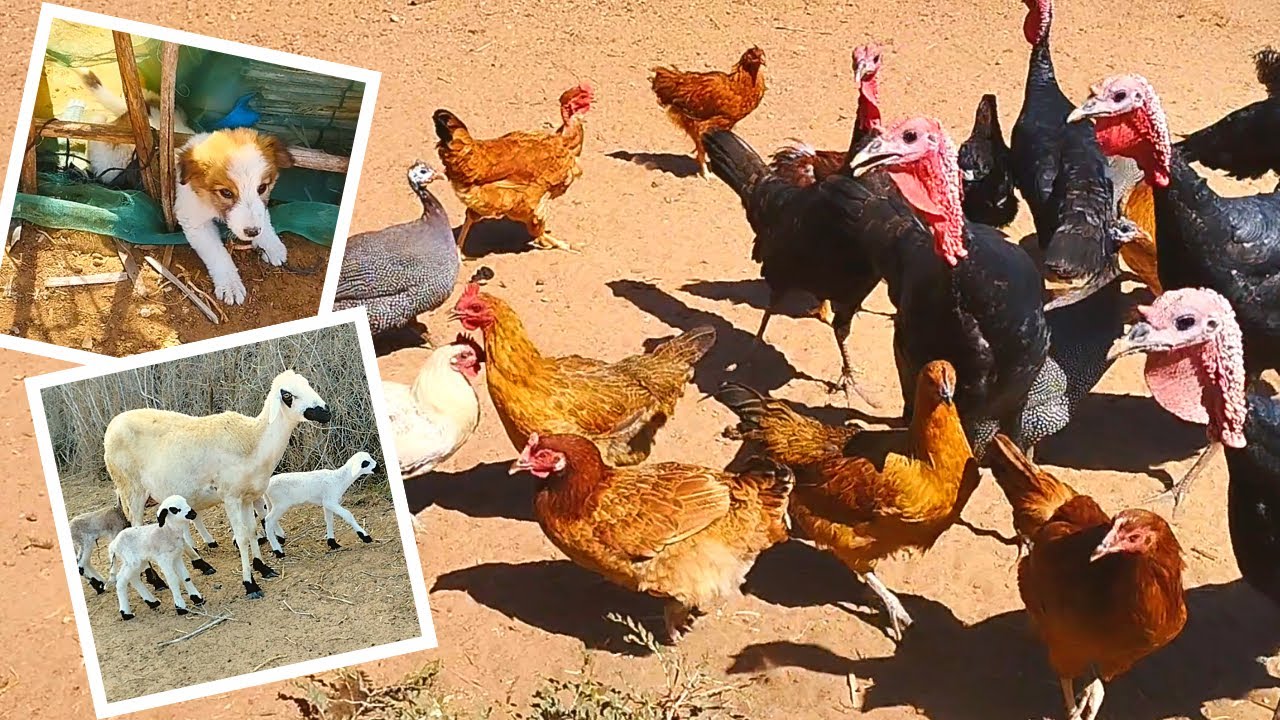 روتين الصباحي مع تمارة فالبادية شربت الغنم ووكلت دجاج وبيبي وشوفو شحال ولدات ليا النعجة