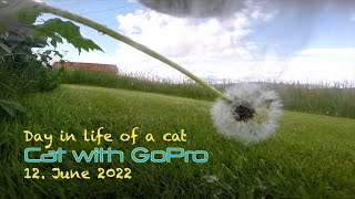 Cat with GoPro on lawn patrol