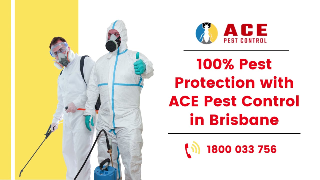 100% Pest Protection with ACE Pest Control in Brisbane | Professional Pest Control