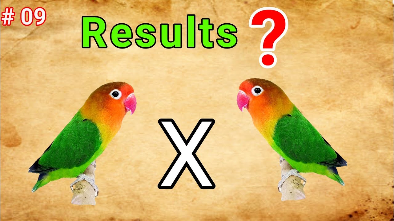 Albino Red Eyes fishri pairing 