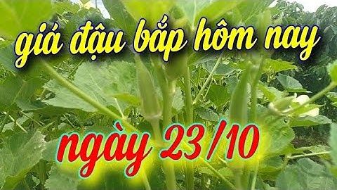 Đậu bắp bao nhiêu 1kg