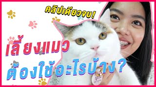 เลี้ยงแมวต้องเตรียมไรบ้าง? ฉบับโคตรเคลียร์ คลิปเดียวจบ!!!