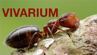 NORDIC vivarium update!(1 YEAR!!!) by Nordic Ants 22,172 views 5 years ago 8 minutes