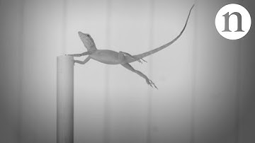 Natural selection in a hurricane: The lizards that won